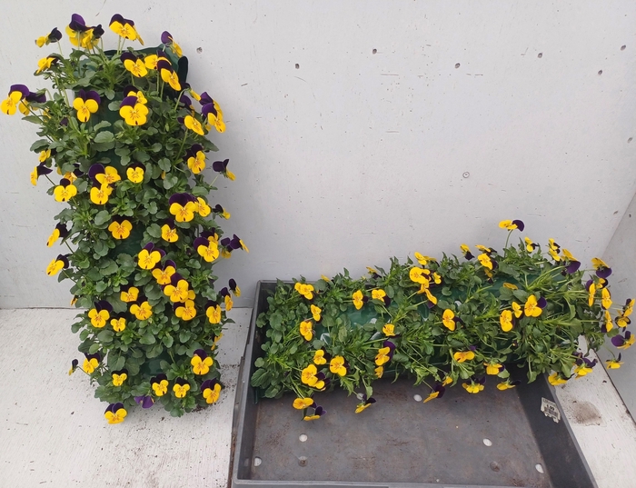 <h4>VIO CO EM YEL BU JUP</h4>