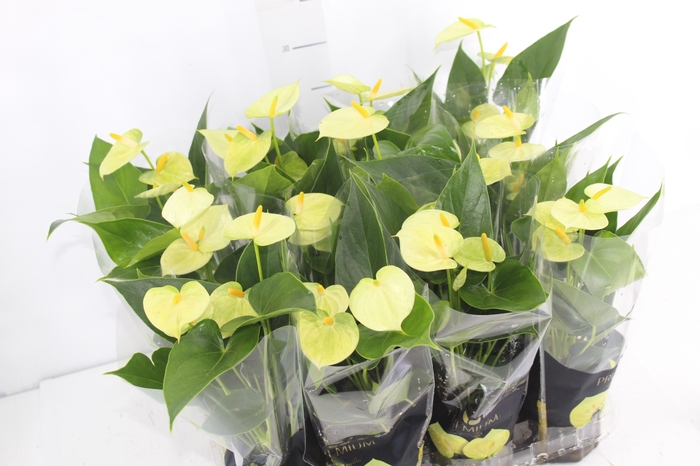 <h4>ANTHURIUM VANILLA P09 PREMIUM</h4>