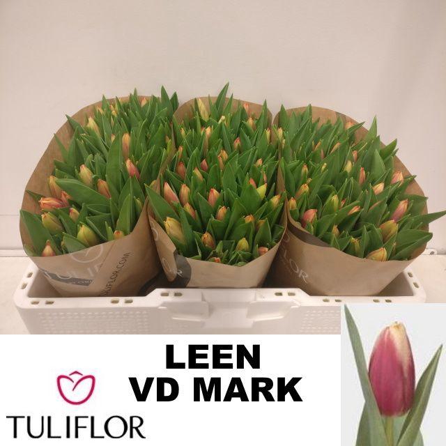 <h4>TU EN LEEN VD MARK</h4>