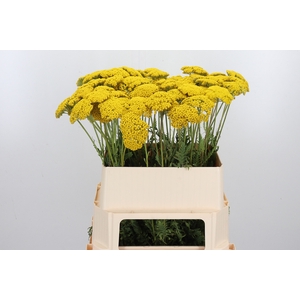 Achillea Park Variety