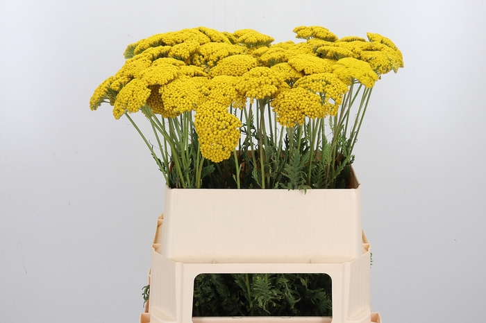 <h4>Achillea Park Variety</h4>