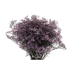 Limonium Safora Lilac Beauty