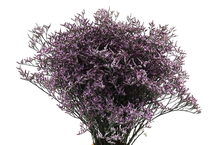 <h4>Limonium Safora Lilac Beauty</h4>