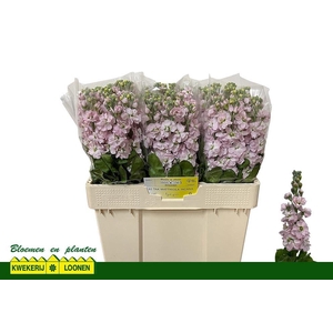 MATTH MILLA LIGHT PI