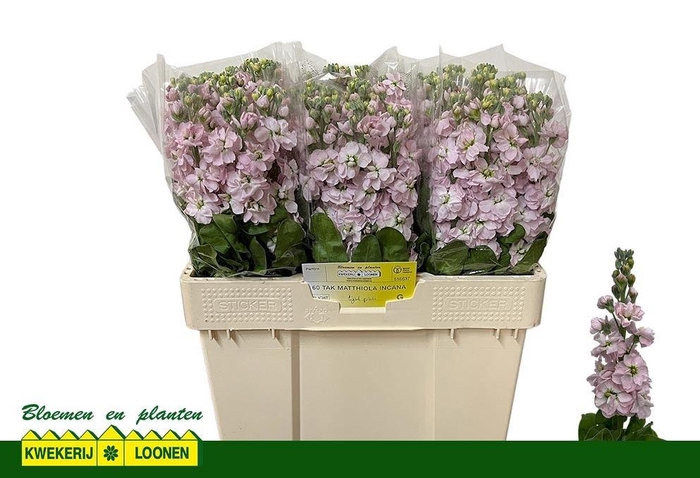 <h4>MATTH MILLA LIGHT PI</h4>