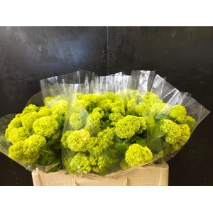 VIBURNUM ROSEUM ST