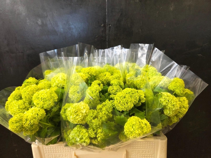<h4>VIBURNUM ROSEUM ST</h4>