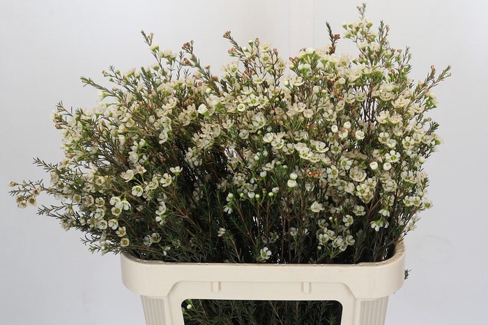 <h4>Chamelaucium Sirius</h4>