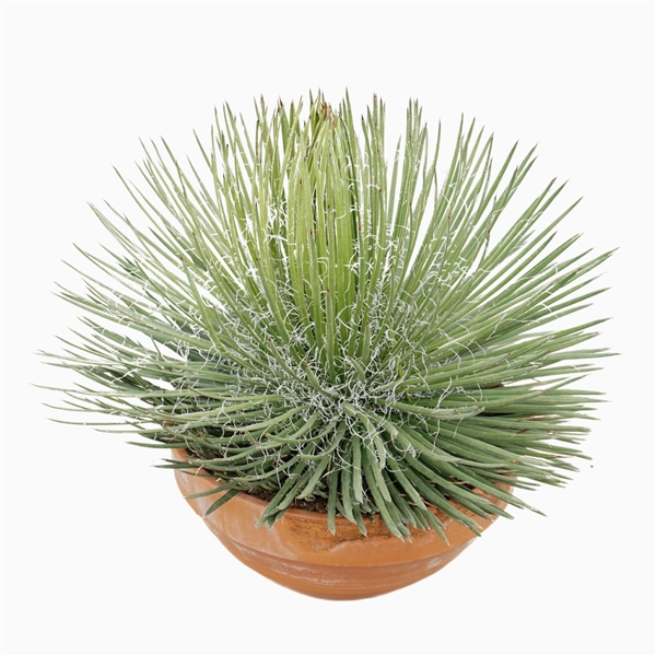 <h4>Agave geminiflora 50 cm</h4>