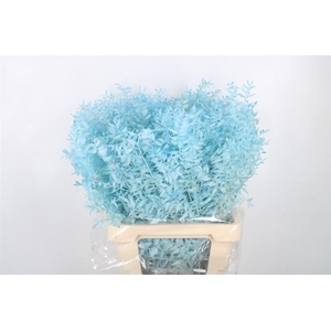 Ruscus. Light Blue Per Stem