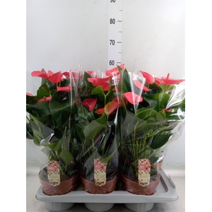 Anthurium andr. 'Melito'