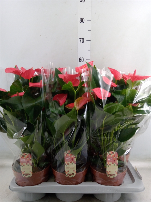 <h4>Anthurium andr. 'Melito'</h4>