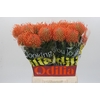 Nutans Ayoba Mandarin Zest