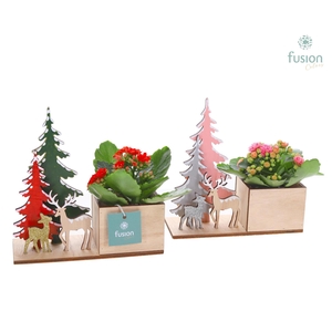 Kerst planter hout met Kalanchoe