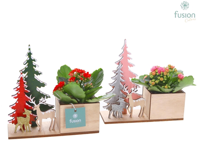 <h4>Kerst planter hout met Kalanchoe</h4>