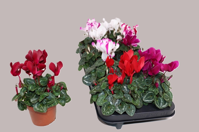 <h4>CYCL MD SUP ALLURE</h4>