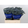 Eryngium Blue Dynamite