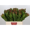 Leucadendron Goldstrike