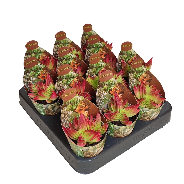 <h4>CRASS OVERIG</h4>