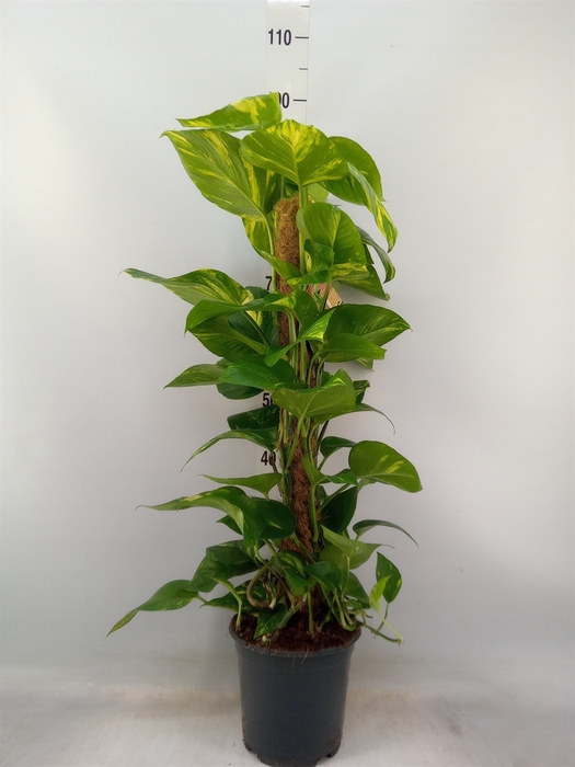 <h4>Epipremnum pinn.   ...moss stick</h4>