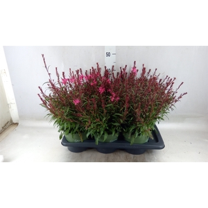 Gaura lindheimeri 'Belleza Ea Pink'