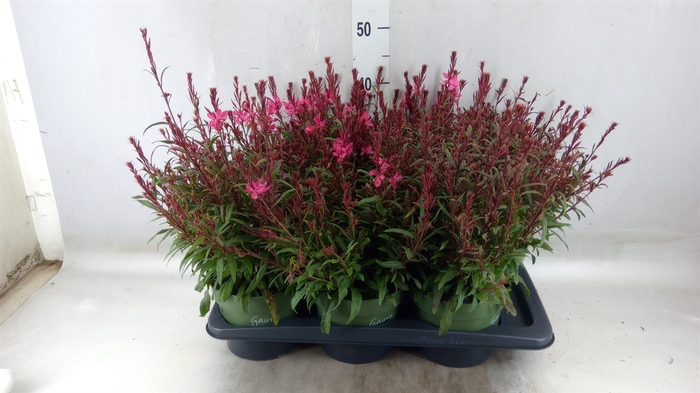 <h4>Gaura lindheimeri 'Belleza Ea Pink'</h4>