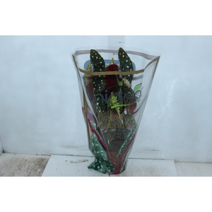 BEGONIA MACULATA P17 PO