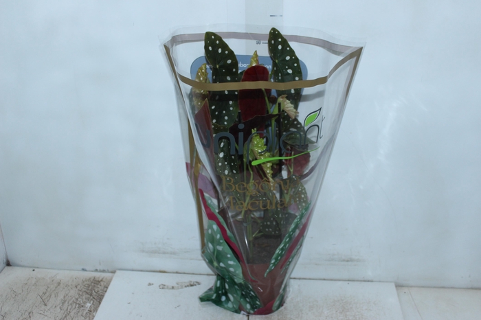 <h4>BEGONIA MACULATA P17 PO</h4>
