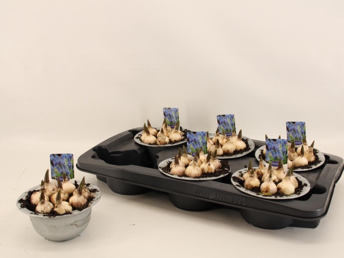 <h4>Muscar Big Smile</h4>