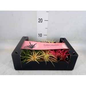Tillandsia ionantha