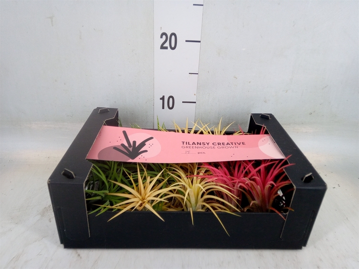 <h4>Tillandsia ionantha</h4>