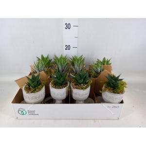 Arr.   Kamerplant Groen L%