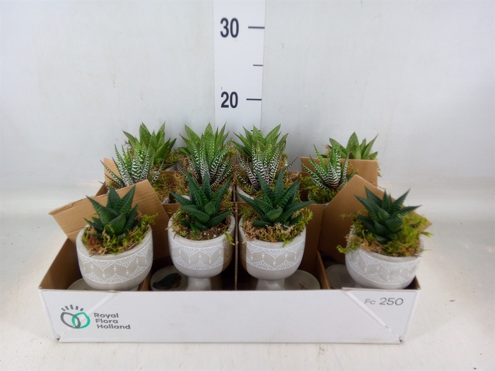 <h4>Arr.   Kamerplant Groen L%</h4>