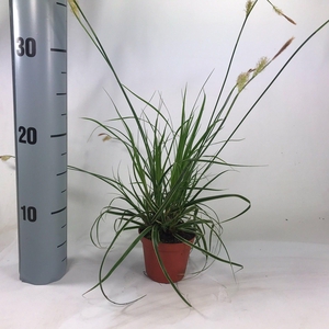 Carex 'Fisher's Form' p8