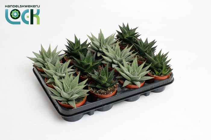 <h4>Haworthia Special mix</h4>