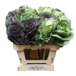Brassica Mix Aert