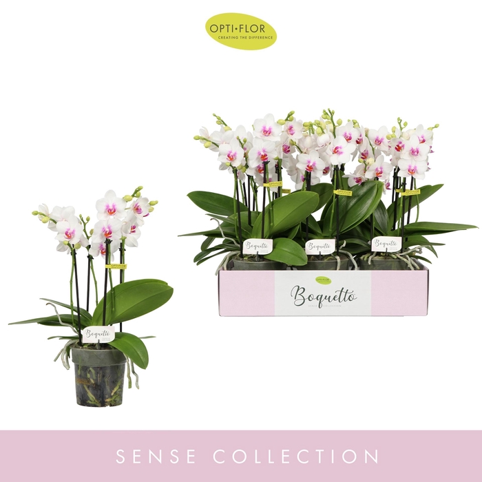 <h4>PHAL OPTI BOQUETTO PASSIONE 3-5 SPIKE</h4>