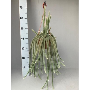 Aporocactus flagelliformis