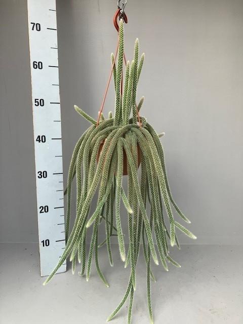 <h4>Aporocactus flagelliformis</h4>