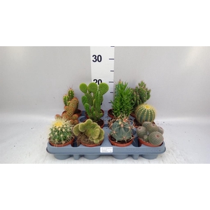 Cactus   ...mix