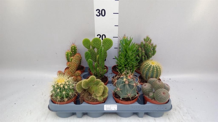 <h4>Cactus   ...mix</h4>