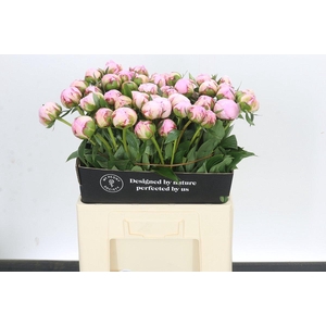 Paeonia Sarah Bernhardt
