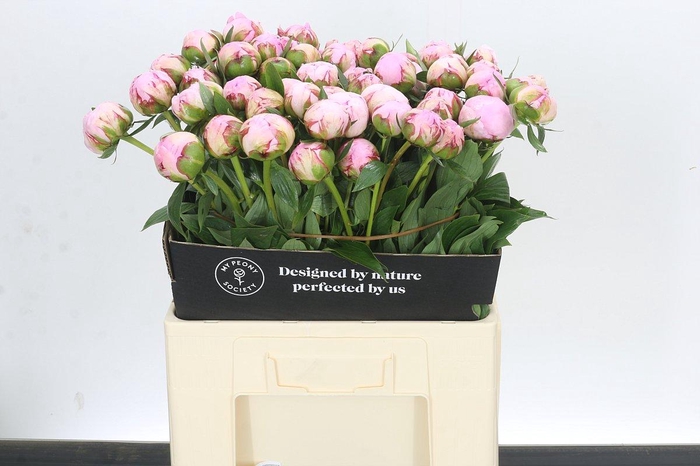 Paeonia Sarah Bernhardt