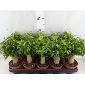 Ficus benja. 'Natasja'