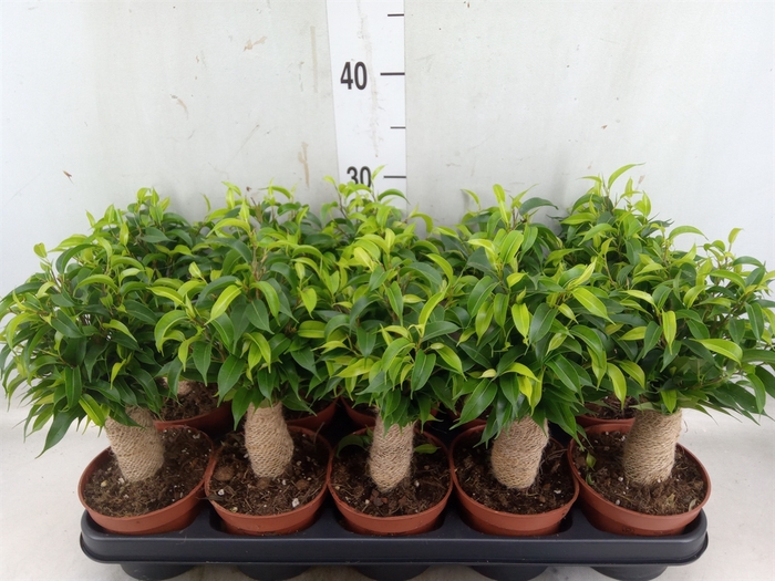 <h4>Ficus benja. 'Natasja'</h4>
