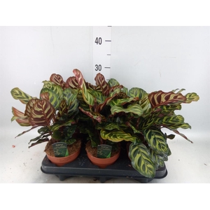 Calathea makoyana