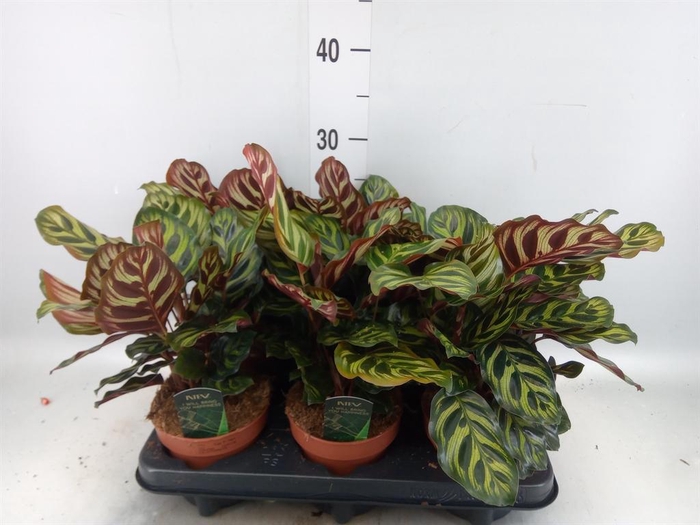 <h4>Calathea makoyana</h4>