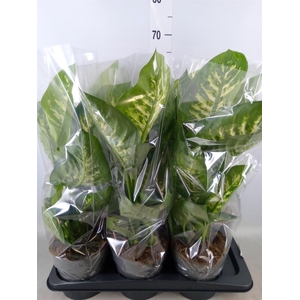 Dieffenbachia seg. 'Reeva'