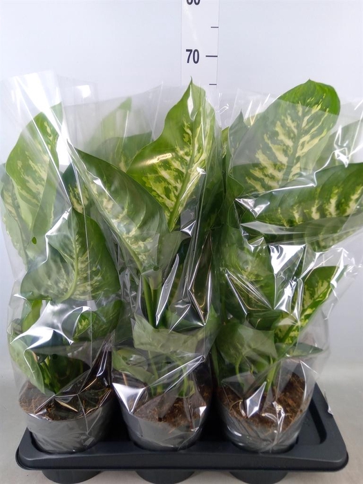 <h4>Dieffenbachia seg. 'Reeva'</h4>