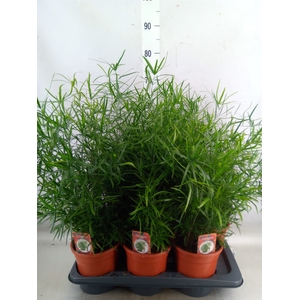 Asparagus falcatus